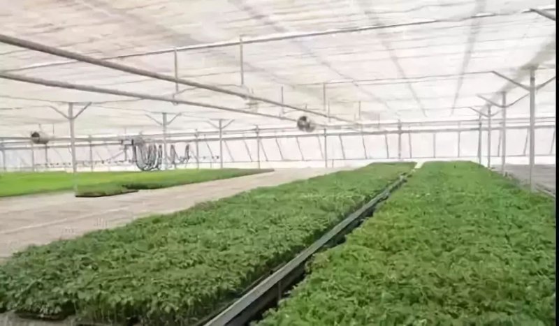 农业技术开发：推动绿色革命的力量